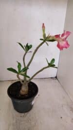 Planta Simples 3211 – 30cm – 03 anos - Imagem 6