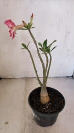 Planta Simples 3211 – 30cm – 03 anos - Imagem 5