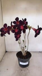 Planta Simples 3212 – 30cm – 03 anos - Imagem 2