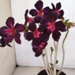 Planta Simples 3212 – 30cm – 03 anos