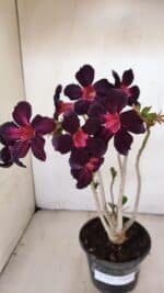 Planta Simples 3212 – 30cm – 03 anos