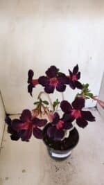 Planta Simples 3212 – 30cm – 03 anos - Imagem 8