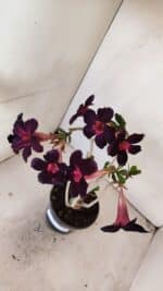 Planta Simples 3212 – 30cm – 03 anos - Imagem 7