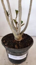 Planta Simples 3212 – 30cm – 03 anos - Imagem 6