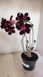 Planta Simples 3212 – 30cm – 03 anos - Imagem 4