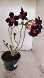 Planta Simples 3212 – 30cm – 03 anos - Imagem 5