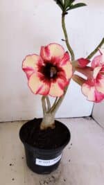 Planta Simples 3213 – 35cm – 03 anos - Imagem 4