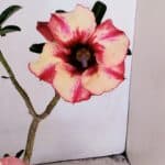 Planta Simples 3213 – 35cm – 03 anos