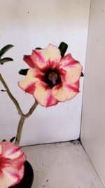 Planta Simples 3213 – 35cm – 03 anos