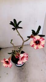 Planta Simples 3213 – 35cm – 03 anos - Imagem 5