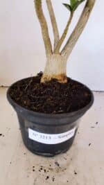 Planta Simples 3213 – 35cm – 03 anos - Imagem 7