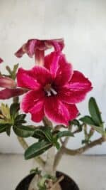 Planta Simples 3214 – 35cm – 03 anos - Imagem 3