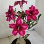 Planta Simples 3214 – 35cm – 03 anos