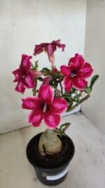 Planta Simples 3214 – 35cm – 03 anos