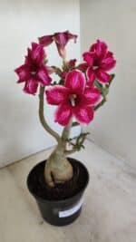 Planta Simples 3214 – 35cm – 03 anos - Imagem 7