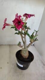 Planta Simples 3214 – 35cm – 03 anos - Imagem 5