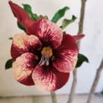 Planta Simples 3215 – 35cm – 03 anos