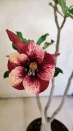 Planta Simples 3215 – 35cm – 03 anos