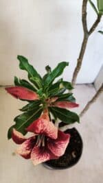 Planta Simples 3215 – 35cm – 03 anos - Imagem 4