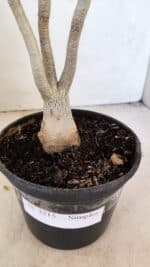 Planta Simples 3215 – 35cm – 03 anos - Imagem 7