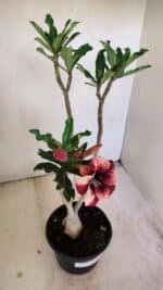 Planta Simples 3215 – 35cm – 03 anos - Imagem 6