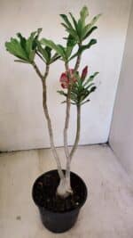 Planta Simples 3215 – 35cm – 03 anos - Imagem 5