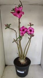 Planta Simples 3218 – 55cm – 04 anos - Imagem 2