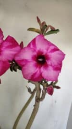 Planta Simples 3218 – 55cm – 04 anos