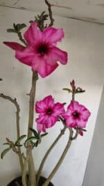 Planta Simples 3218 – 55cm – 04 anos - Imagem 4