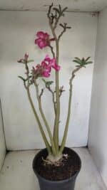 Planta Simples 3218 – 55cm – 04 anos - Imagem 7