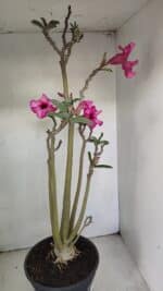 Planta Simples 3218 – 55cm – 04 anos - Imagem 6