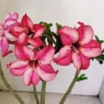 Planta Simples 3219 – 35cm – 03 anos