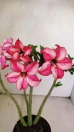 Planta Simples 3219 – 35cm – 03 anos