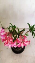 Planta Simples 3219 – 35cm – 03 anos - Imagem 4