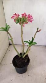 Planta Simples 3219 – 35cm – 03 anos - Imagem 5