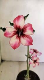 Planta Simples 3220 – 30cm – 02 anos