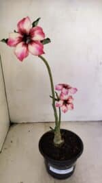 Planta Simples 3220 – 30cm – 02 anos - Imagem 8