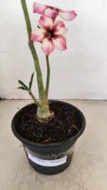 Planta Simples 3220 – 30cm – 02 anos - Imagem 7