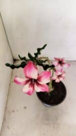 Planta Simples 3220 – 30cm – 02 anos - Imagem 4