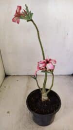 Planta Simples 3220 – 30cm – 02 anos - Imagem 6