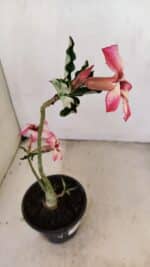 Planta Simples 3220 – 30cm – 02 anos - Imagem 5