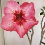 Planta Simples 3222 – 50cm – 03 anos