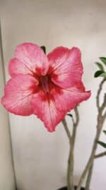 Planta Simples 3222 – 50cm – 03 anos