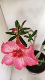 Planta Simples 3222 – 50cm – 03 anos - Imagem 4