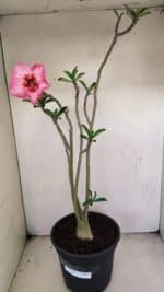 Planta Simples 3222 – 50cm – 03 anos - Imagem 2