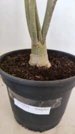 Planta Simples 3222 – 50cm – 03 anos - Imagem 7