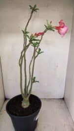 Planta Simples 3222 – 50cm – 03 anos - Imagem 6