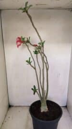 Planta Simples 3222 – 50cm – 03 anos - Imagem 5