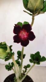 Planta Simples 3224 – 30cm – 02 anos