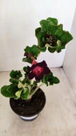 Planta Simples 3224 – 30cm – 02 anos - Imagem 4